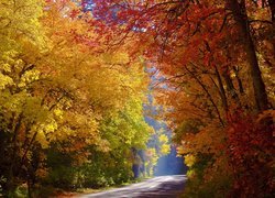 Jesień, Droga, Pożółkłe, Drzewa, Las