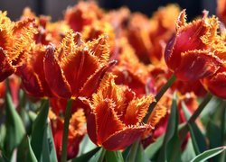 Rozświetlone słońcem pomarańczowe tulipany strzępiaste