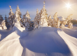 Rozświetlone słońcem zasypane śniegiem drzewa w zaspach