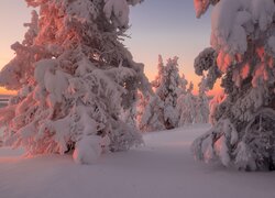 Rozświetlone słonecznym blaskiem zasypane śniegiem drzewa