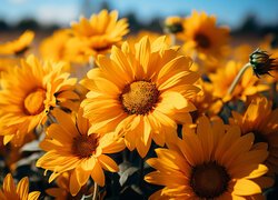 Żółte, Rozświetlone, Kwiaty