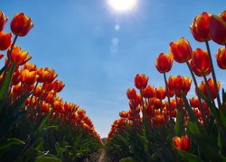 Rozświetlone tulipany na tle błękitnego nieba