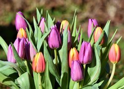 Kwiaty, Tulipany, Fioletowe, Czerwono-żółte