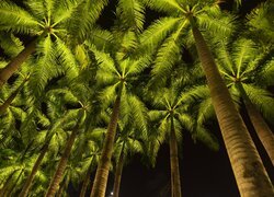 Rozświetlone wierzchołki palm na tle nocnego nieba