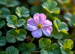 Fioletowy, Kwiat, Liście, Słoneczne, Światło, Grafika AI