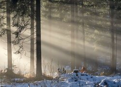 Drzewa, Las, Śnieg, Przebijające Światło