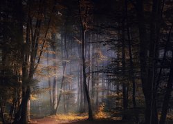 Rozświetlony las jesienią