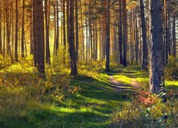 Rozświetlony słońcem jesienny las