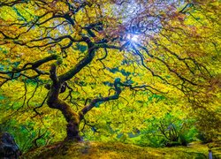 Drzewo, Klon palmowy, Promienie słońca, Kamień, Ogród japoński, Stan Oregon, Stany Zjednoczone