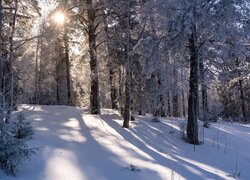 Rozświetlony słonecznym blaskiem zimowy las