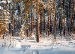 Rozświetlony zimowy las