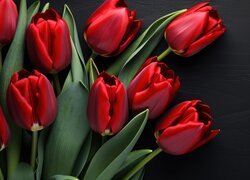 Rozwijające się czerwone tulipany na czarnym tle