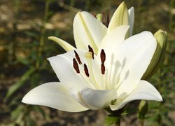 Rozwinięta biała lilia