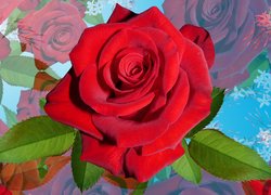 Rozwinięta czerwona róża w 2D