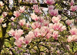 Rozwinięte kwiaty magnolii wiosną