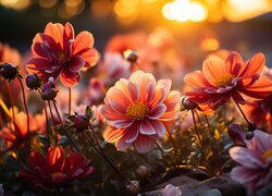 Rozwinięte kwiaty z pąkami w blasku słońca