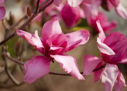 Rozwinięte różowe magnolie