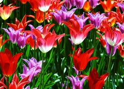 Kwiaty, Rozwinięte, Tulipany