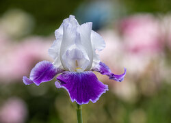 Kwiat, Biało-fioletowy, Irys
