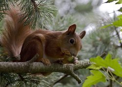 Ruda wiewiórka na gałęzi iglaka