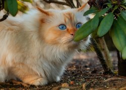 Rudawy kot przy zielonych liściach