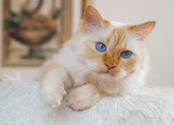 Rudawy niebieskooki kot na kocu