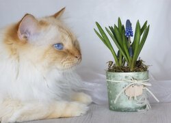 Rudawy niebieskooki kot obok szafirków w doniczce