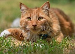 Rudy kot leżący na trawie