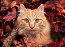 Rudy kot w jesiennych liściach