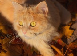 Rudy kot z miodowymi oczami na jesiennych liściach
