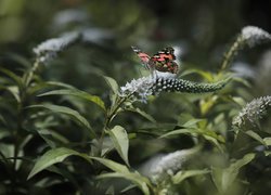 Motyl, Rusałka osetnik, Białe, Kwiaty, Budleja Dawida