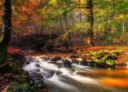 Rzeczka płynąca po omszałych kamieniach w jesiennym lesie