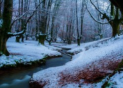 Rzeczka płynąca w zaśnieżonym lesie