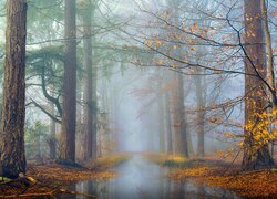 Rzeczka w jesiennym zamglonym lesie