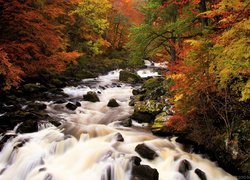 Rzeka Braan w lesie Craigvinean w Szkocji