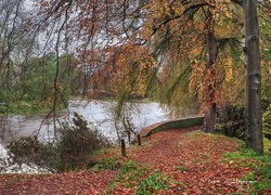 Jesień, Rzeka Don, Drzewa, Liście, Szkocja