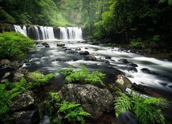 Rzeka i wodospad w zielonym lesie