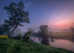 Rzeka Istra, Mgła, Drzewa, Wschód słońca, Obwód moskiewski, Rosja