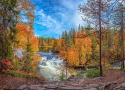 Jesień, Rzeka Kitkajoki, Drzewa, Park Narodowy Oulanka, Laponia, Finlandia