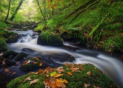 Rzeka płynąca między omszałymi kamieniami w lesie