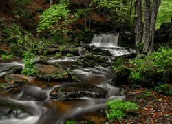 Rzeka w lesie płynąca po kamieniach