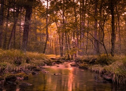 Rzeka w lesie podświetlona promykami słońca