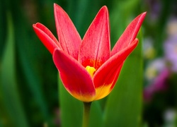 Samotny czerwony tulipan