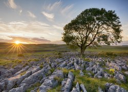 Anglia, Hrabstwo North Yorkshire, Park Narodowy Yorkshire Dales, Wschód słońca, Skały wapienne, Drzewo, Jesion, Kamienie