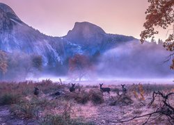 Sarny na tle zamglonych gór w Parku Narodowym Yosemite