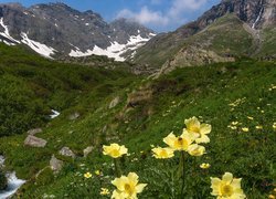 Sasanki alpejskie na tle Alp Pennińskich