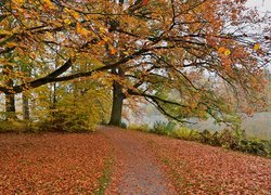 Jesień, Drzewa, Opadłe, Liście, Staw, Park