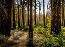 Ścieżka pomiędzy drzewami w lesie
