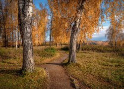 Ścieżka pomiędzy jesiennymi brzozami