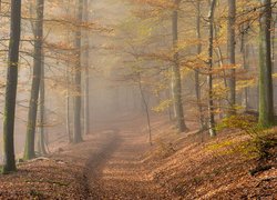 Ścieżka pośród jesiennych drzew w zamglonym lesie